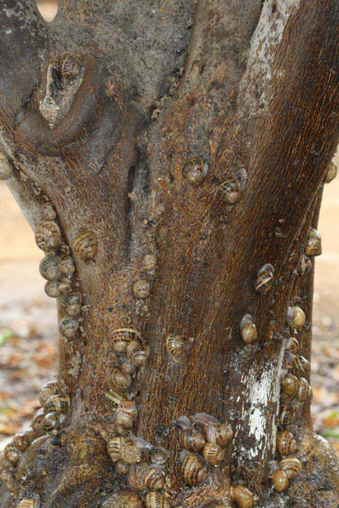            Bark (Riverside, CA)   